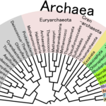 Scientists Just Discovered Organisms That Are Distinct From Any Life