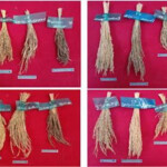 Tracing Restoring Heritage Rice Varieties In Tamil Nadu Indian Century