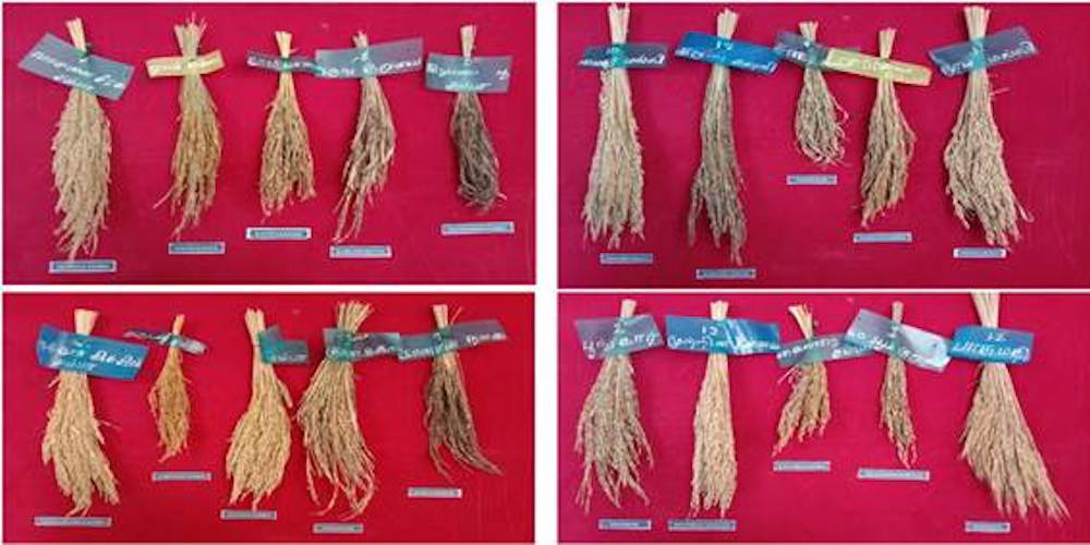 Tracing Restoring Heritage Rice Varieties In Tamil Nadu Indian Century