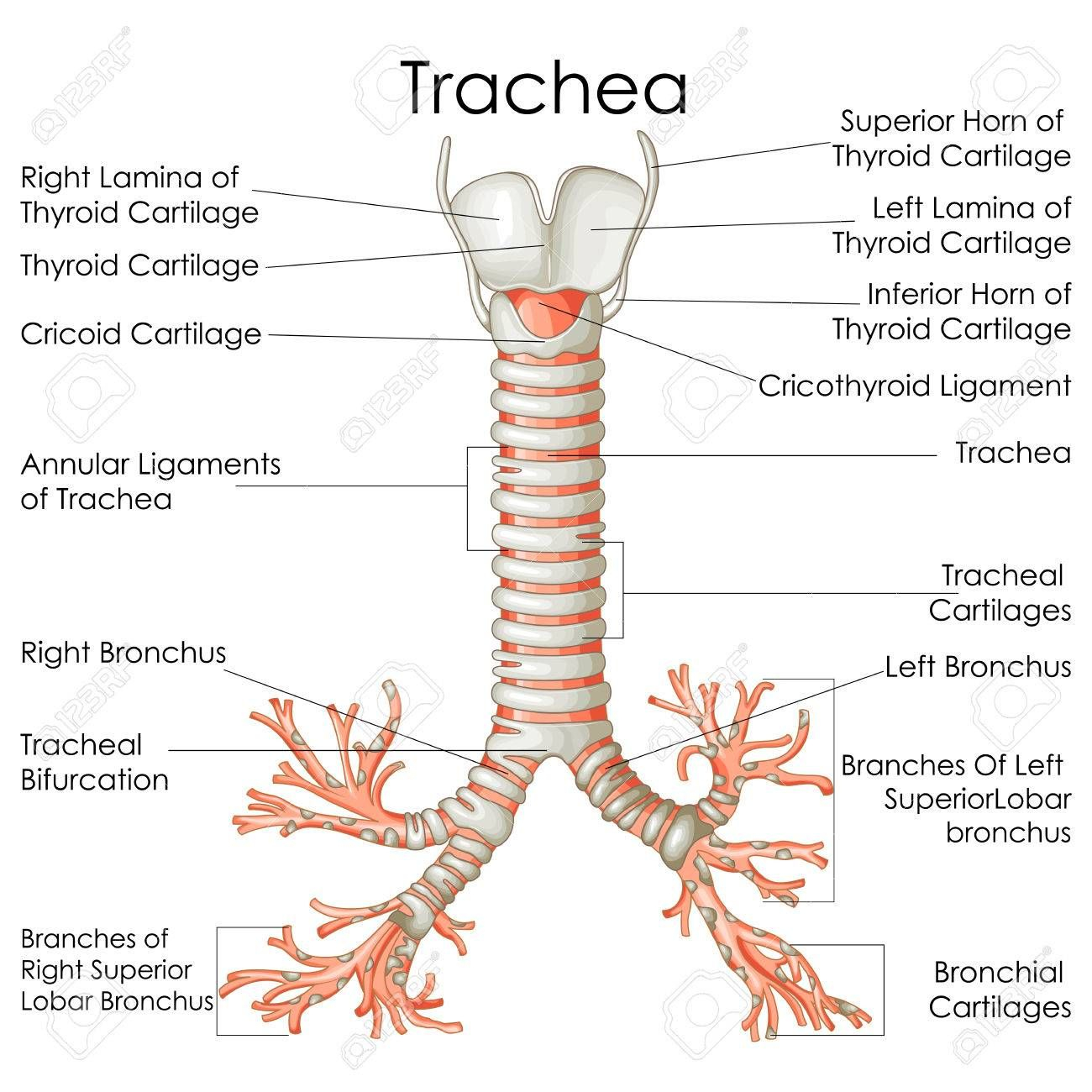 Medical Education Chart Of Biology For Trachea Diagram Vector 