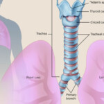 The Tube Into Which The Trachea Divide To Go Into Each Lung Is Called