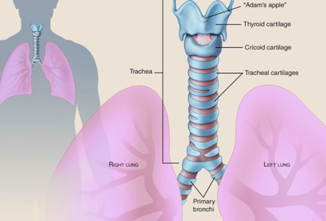 The Tube Into Which The Trachea Divide To Go Into Each Lung Is Called 