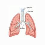 Trachea Definition Structure And Functions Science Shape