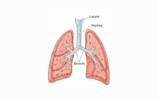 Trachea Definition Structure And Functions Science Shape